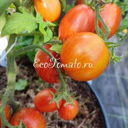 Dynamite Delight (Микродварф Динамитный восторг)