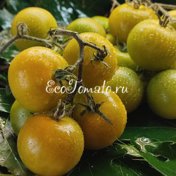 Dwarf Beautiful Ones (Дварф Красотки)