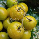 Dwarf Beautiful Ones (Дварф Красотки)