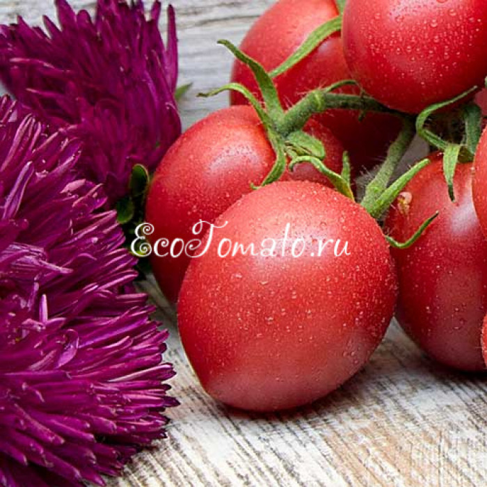 Dwarf Bendigo Drop (Дварф Капля Бендиго)