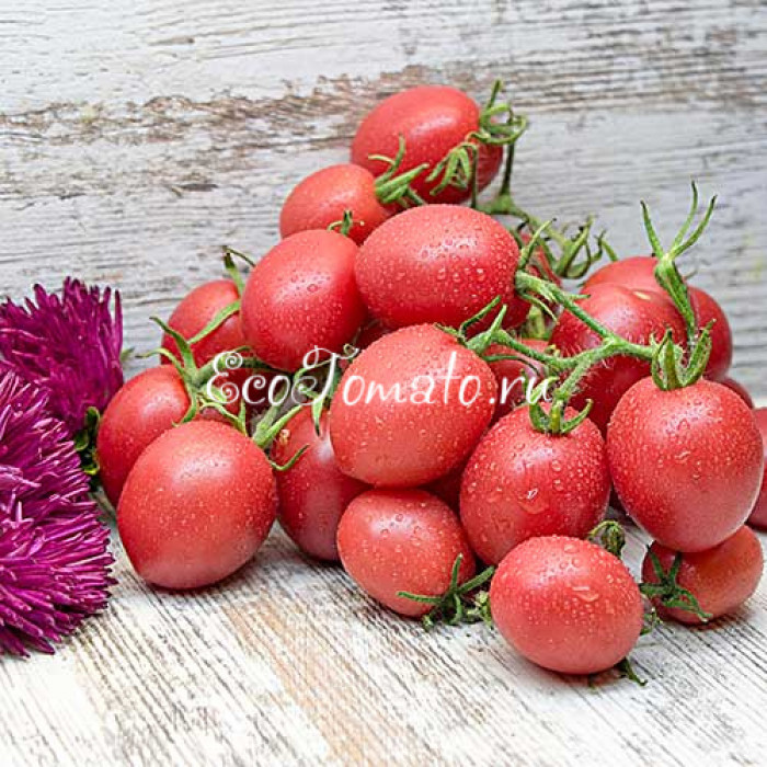 Dwarf Bendigo Drop (Дварф Капля Бендиго)