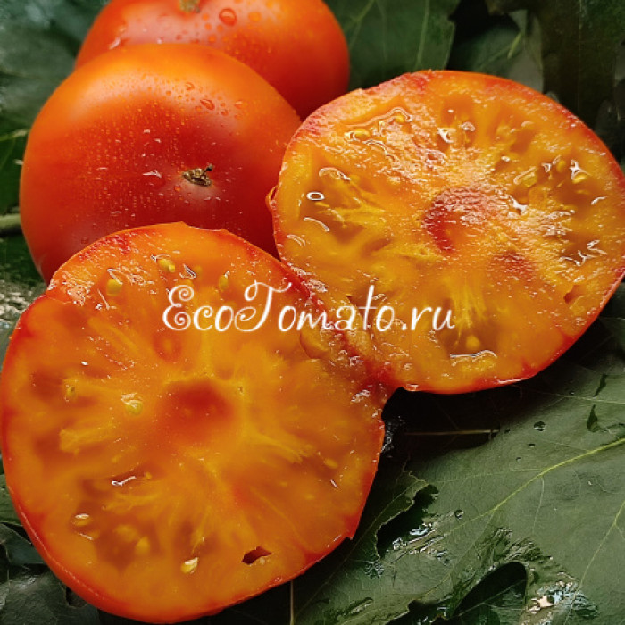 Dwarf Boyd Smith (Дварф Бойд Смит)