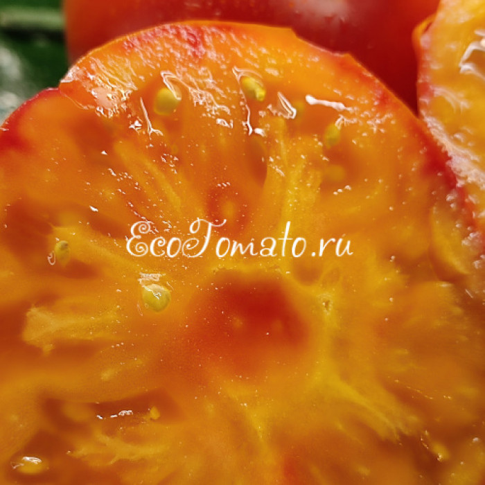 Dwarf Boyd Smith (Дварф Бойд Смит)