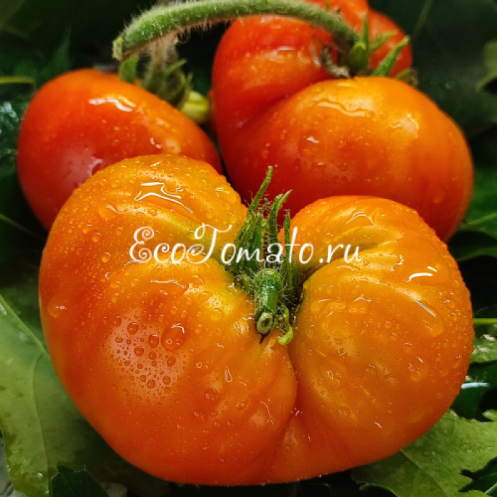 Dwarf Boyd Smith (Дварф Бойд Смит)