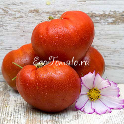 Dwarf Buddy's heart (Дварф Баддис Хеарт/ Гном Сердце Бадди)