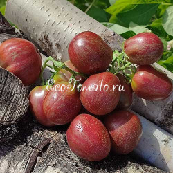 Dwarf Cherokee Tiger Purple Striped (Гном Чероки Тигр Пурпурный Полосатый)