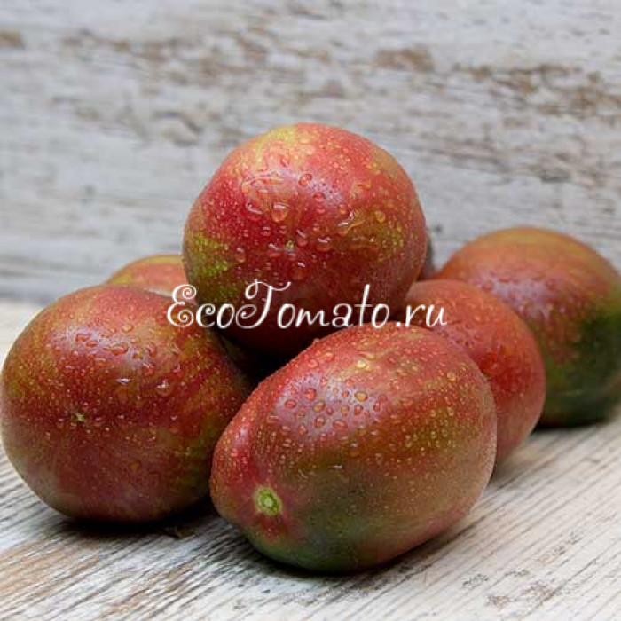 Dwarf Cherokee Tiger Purple Striped (Гном Чероки Тигр Пурпурный Полосатый)