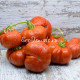 Dwarf Cherokee Tiger large red (Дварф Чероки тайгер лардж ред)