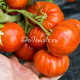 Dwarf Cherokee Tiger large red (Дварф Чероки тайгер лардж ред)