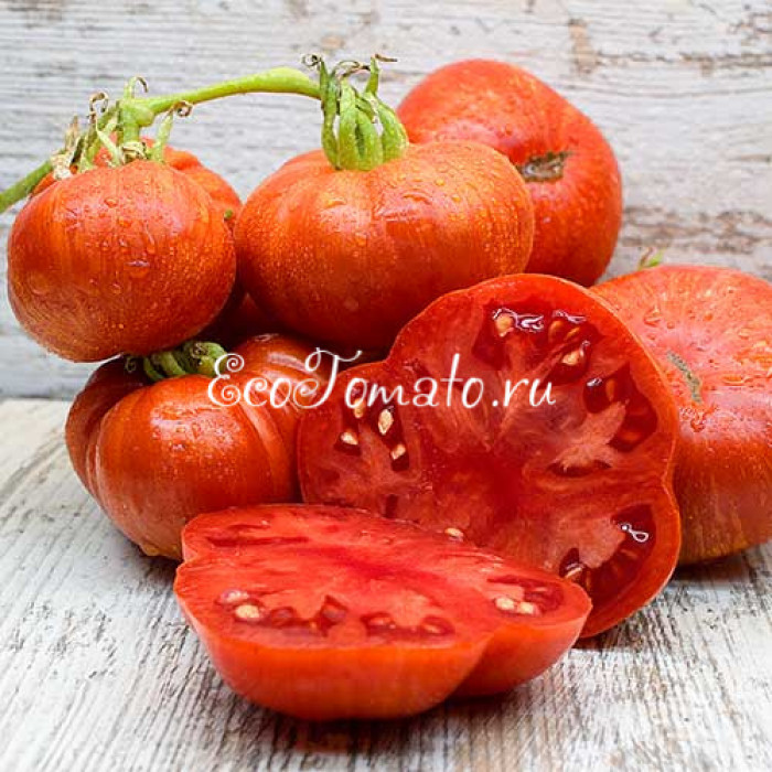 Dwarf Cherokee Tiger large red (Дварф Чероки тайгер лардж ред)