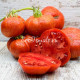 Dwarf Cherokee Tiger large red (Дварф Чероки тайгер лардж ред)