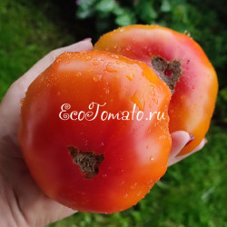 Dwarf Choemato (Дварф, Гном Чомато)