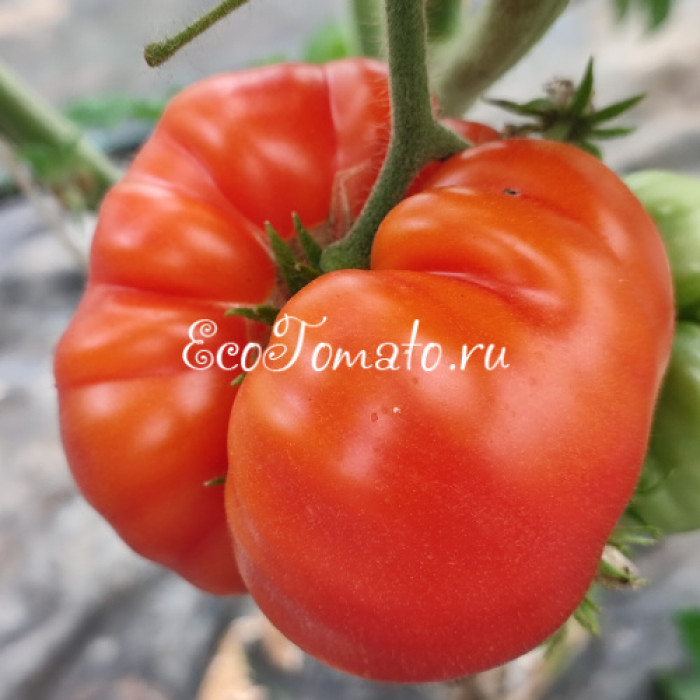 Dwarf Choemato (Дварф, Гном Чомато)