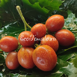 Dwarf Dean's whiskey plum (Дварф Сливовый Виски Дина)