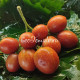 Dwarf Dean's whiskey plum (Дварф Сливовый Виски Дина)