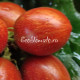 Dwarf Dean's whiskey plum (Дварф Сливовый Виски Дина)