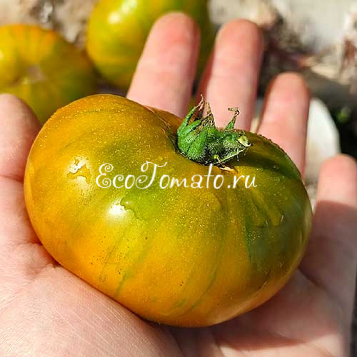 Dwarf Delta Moss (Дварф Дельта Мосс)