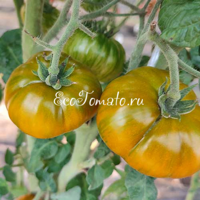 Dwarf Delta Moss (Дварф Дельта Мосс)