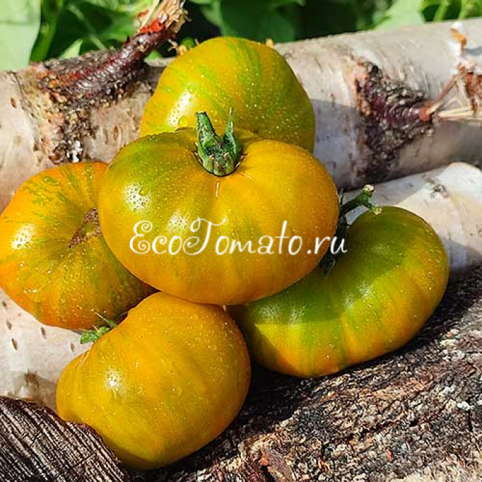 Dwarf Delta Moss (Дварф Дельта Мосс)