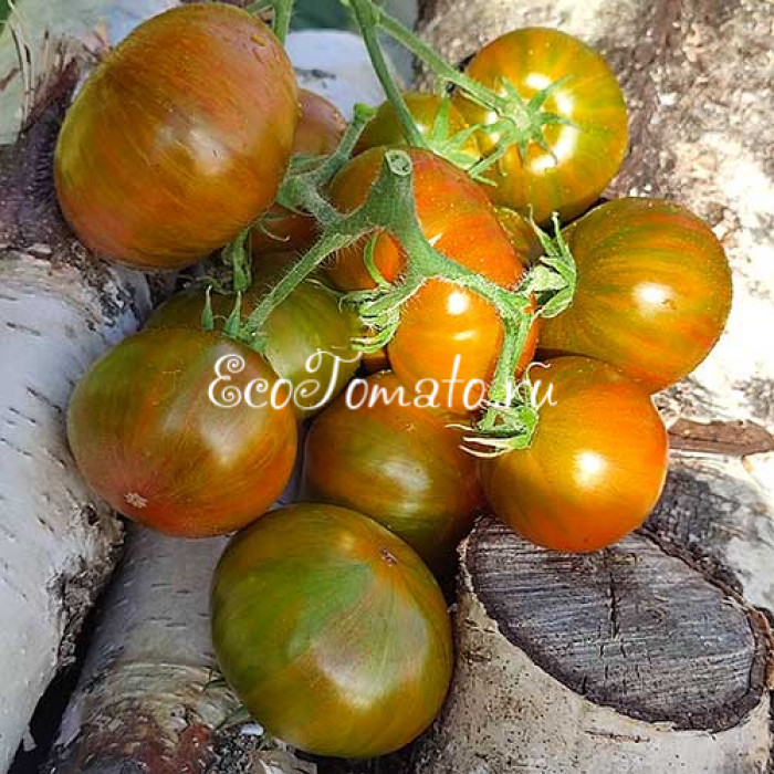 Dwarf Funky Viper (Дварф Танцующая Гадюка)