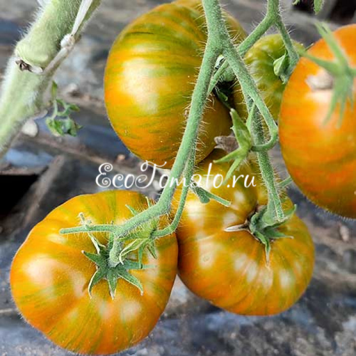 Dwarf Funky Viper (Дварф Танцующая Гадюка)