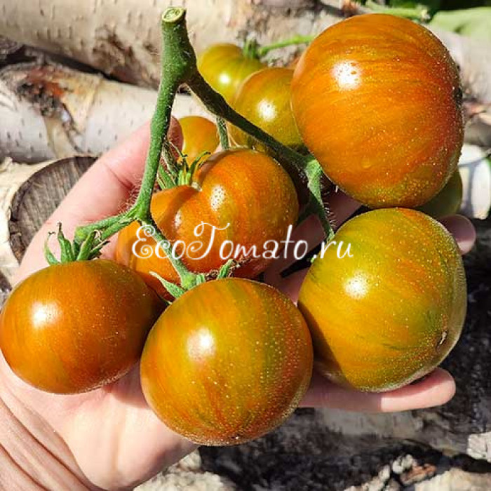 Dwarf Funky Viper (Дварф Танцующая Гадюка)