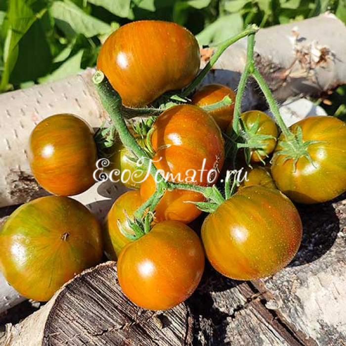 Dwarf Funky Viper (Дварф Танцующая Гадюка)