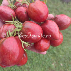 Dwarf Grail (Дварф Грааль)