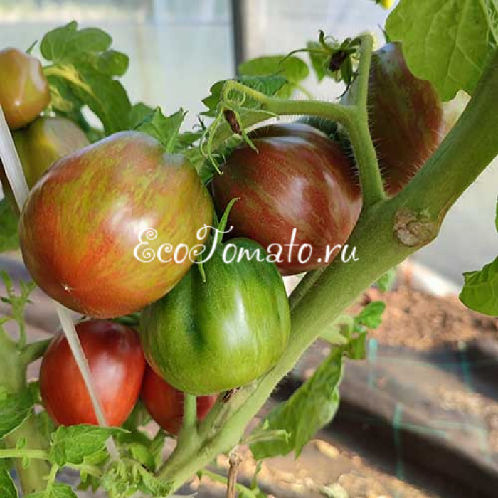 Dwarf Grail (Дварф Грааль)