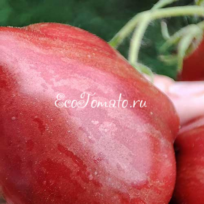 Dwarf Grail (Дварф Грааль)