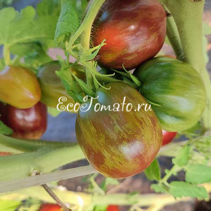 Dwarf Grail (Дварф Грааль)