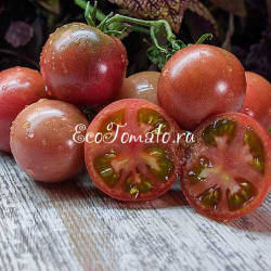 Dwarf Hazy's Dream (Дварф Мечта Хейзи)