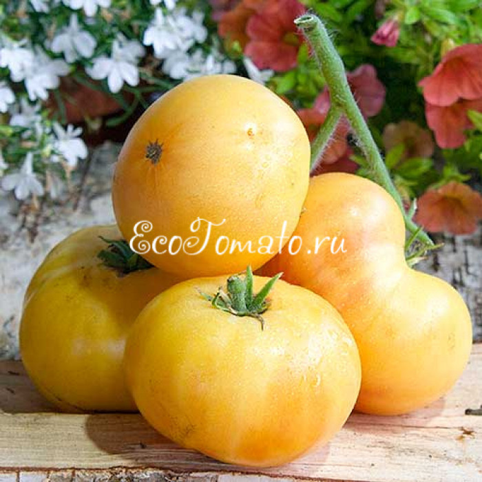 Dwarf Idaho Gem (Дварф Драгоценный камень Айдахо)