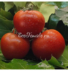 Dwarf Kangaroo Paw Brown (Гном Кангау пау браун / Лапа кенгуру коричневая)