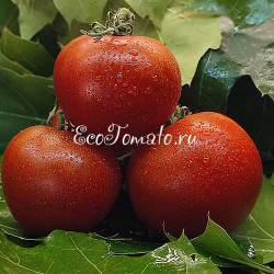 Dwarf Kangaroo Paw Brown (Гном Кангау пау браун / Лапа кенгуру коричневая)