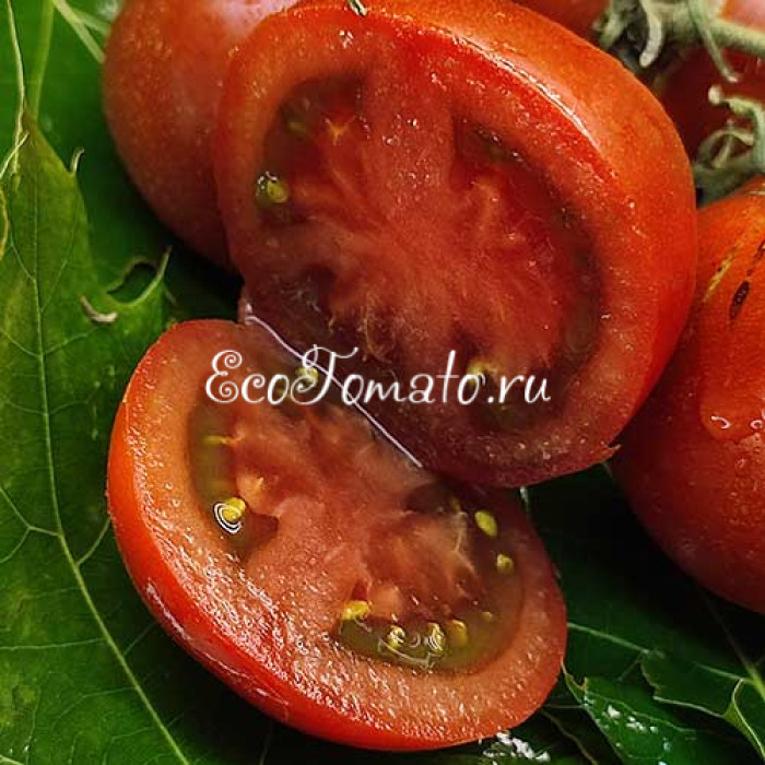 Dwarf Kangaroo Paw Brown (Гном Кангау пау браун / Лапа кенгуру коричневая)