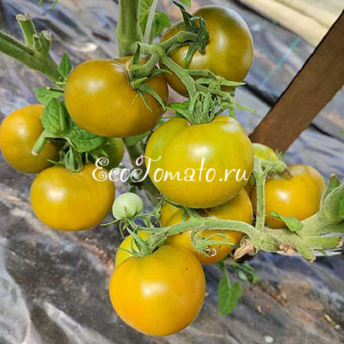 Dwarf Kangaroo Paw Green (Гном лапа кенгуру зеленая / Кангау пау грин)