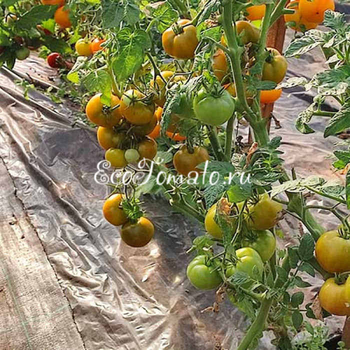 Dwarf Kangaroo Paw Green (Гном лапа кенгуру зеленая / Кангау пау грин)