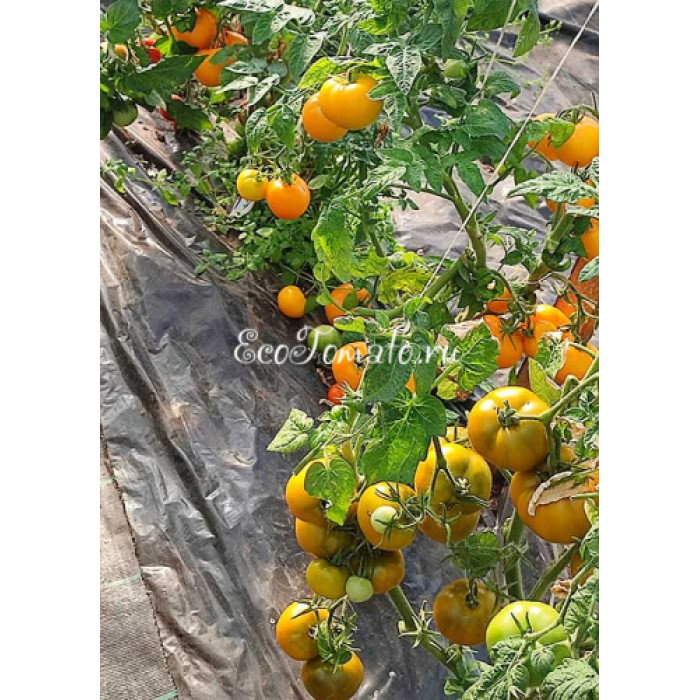 Dwarf Kangaroo Paw Green (Гном лапа кенгуру зеленая / Кангау пау грин)