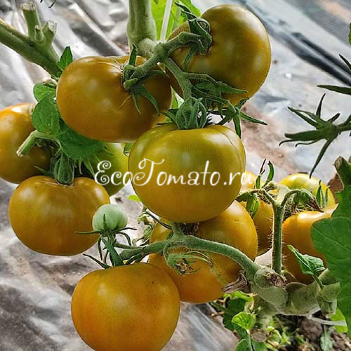 Dwarf Kangaroo Paw Green (Гном лапа кенгуру зеленая / Кангау пау грин)