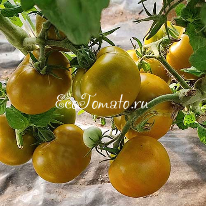 Dwarf Kangaroo Paw Green (Гном лапа кенгуру зеленая / Кангау пау грин)