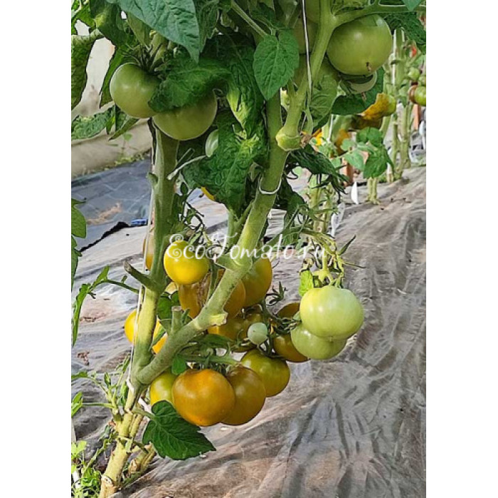 Dwarf Kangaroo Paw Green (Гном лапа кенгуру зеленая / Кангау пау грин)