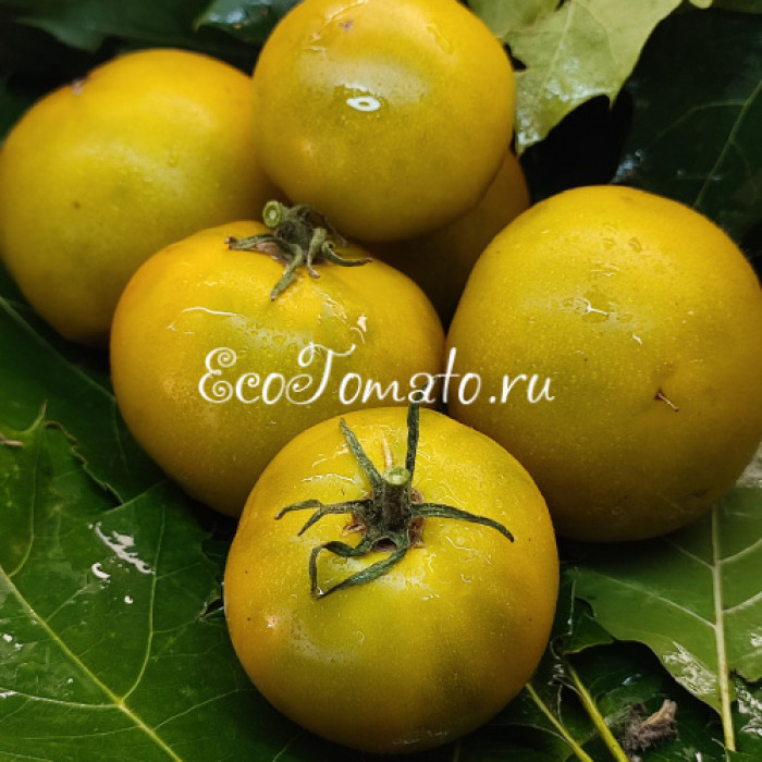 Dwarf Kangaroo Paw Green (Гном лапа кенгуру зеленая / Кангау пау грин)