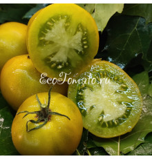 Dwarf Kangaroo Paw Green (Гном лапа кенгуру зеленая / Кангау пау грин)