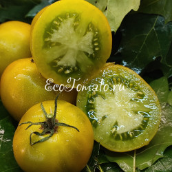 Dwarf Kangaroo Paw Green (Гном лапа кенгуру зеленая / Кангау пау грин)