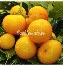 Dwarf Kangaroo Paw Yellow (Гном Лапа кенгуру желтая / Кангау пау еллоу)