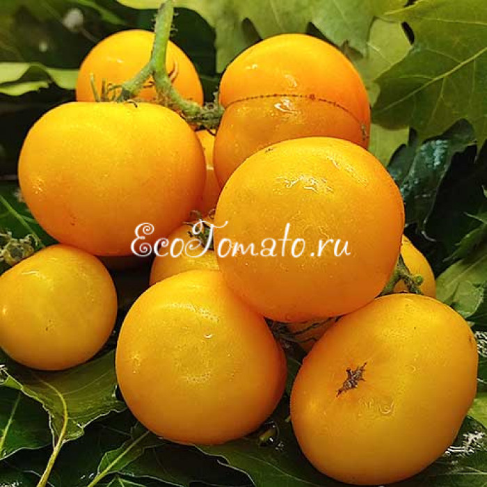 Dwarf Kangaroo Paw Yellow (Гном Лапа кенгуру желтая / Кангау пау еллоу)