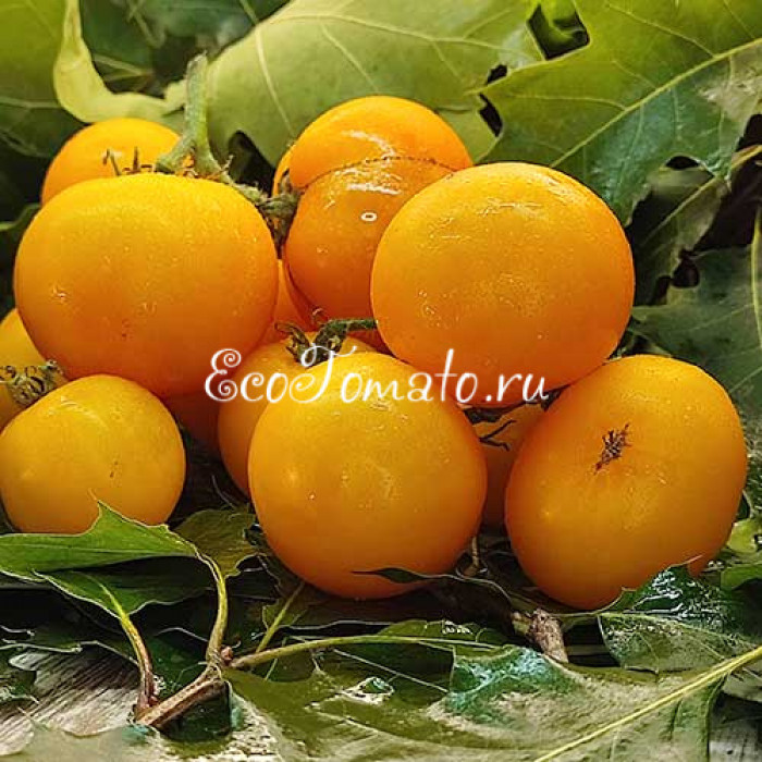 Dwarf Kangaroo Paw Yellow (Гном Лапа кенгуру желтая / Кангау пау еллоу)