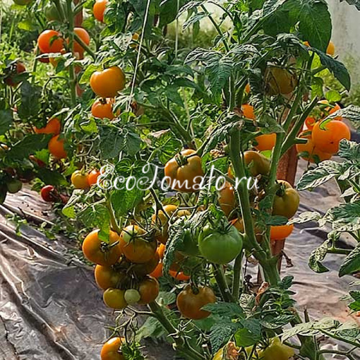 Dwarf Kangaroo Paw Yellow (Гном Лапа кенгуру желтая / Кангау пау еллоу)