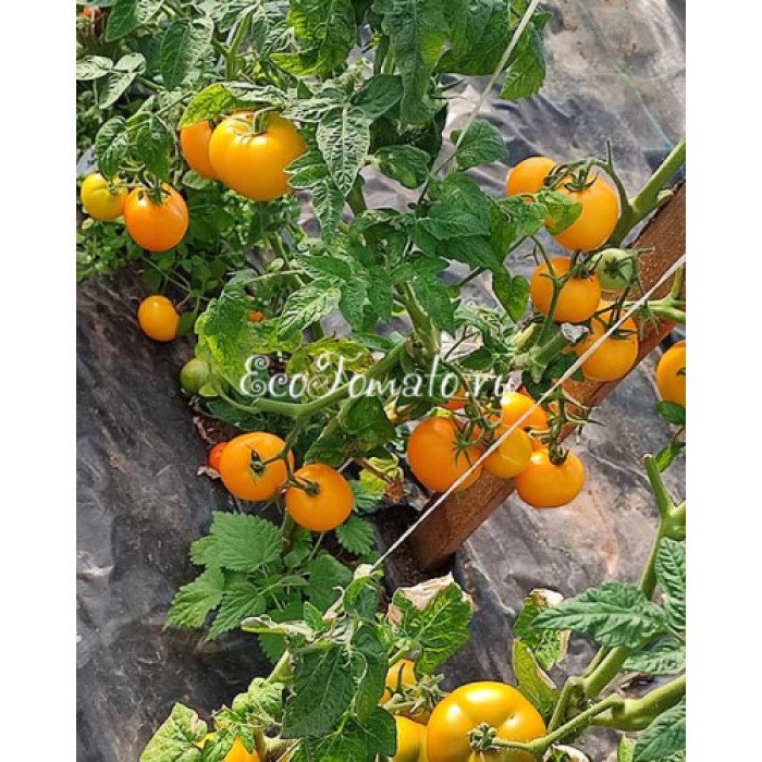 Dwarf Kangaroo Paw Yellow (Гном Лапа кенгуру желтая / Кангау пау еллоу)